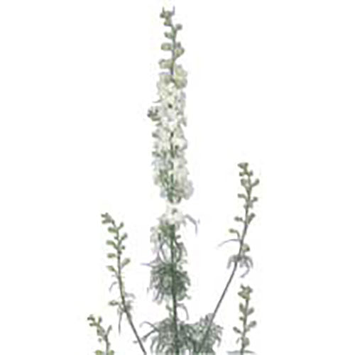 Larkspur - White