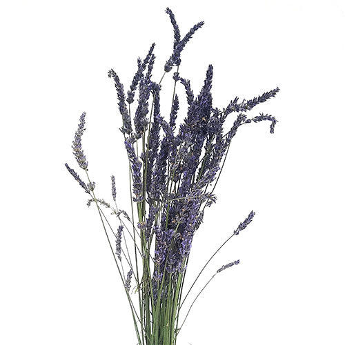 Lavender - Default Title