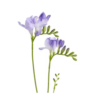Freesia