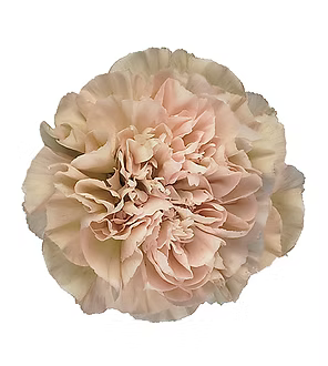 Carnation