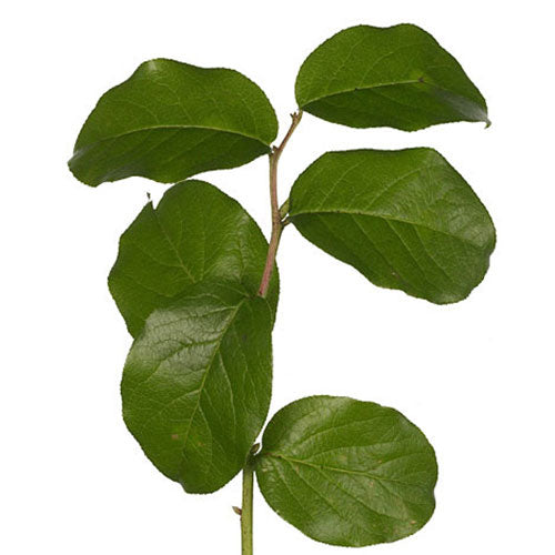 Salal