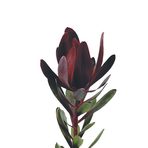 Leucadendron - Safari Sunset
