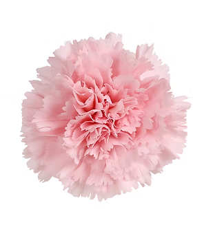 Carnation