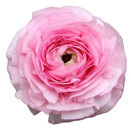 Ranunculus