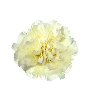 Carnation