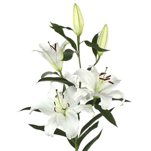Oriental Lily - White