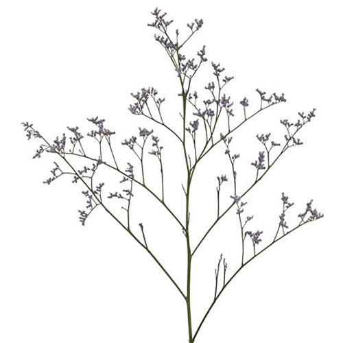 Limonium - Blue