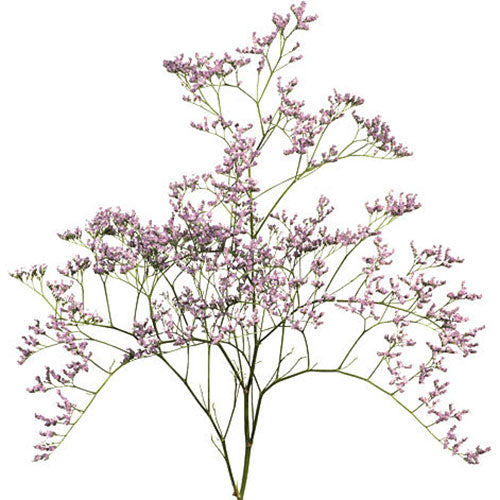Limonium - Pink