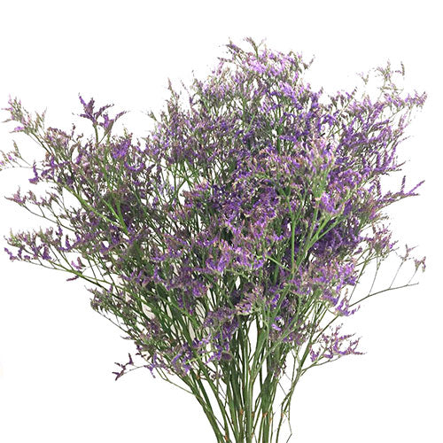 Limonium - Purple
