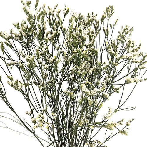 Limonium - White