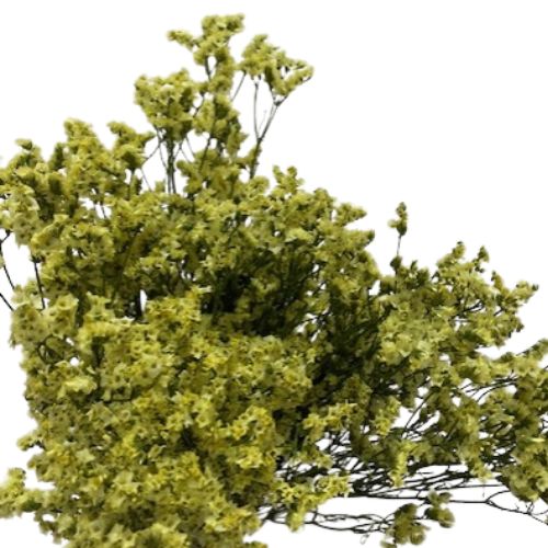 Limonium - Yellow