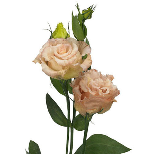 Lisianthus - Peach