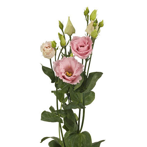 Lisianthus - Pink
