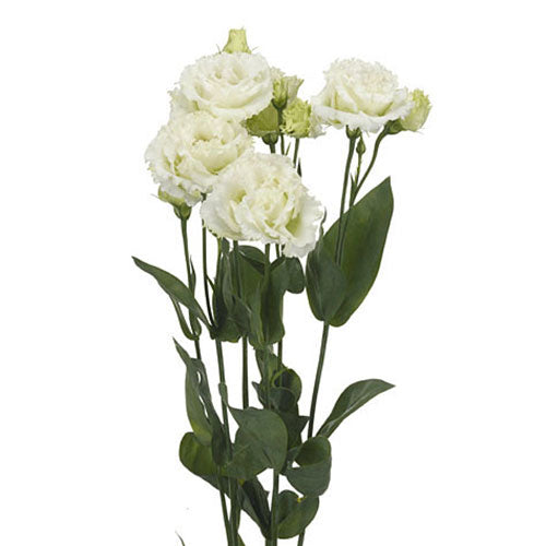 Lisianthus - White