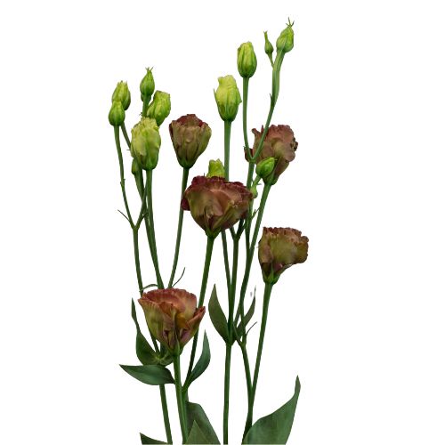Lisianthus - Brown