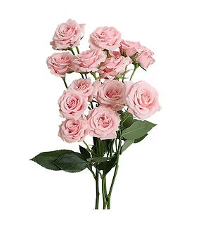 Spray Rose
