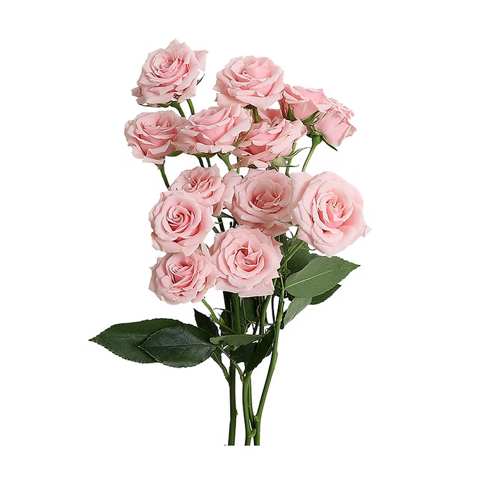 Majolica Spray Rose