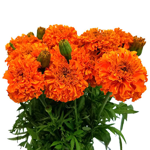 Marigold - Orange