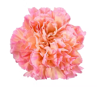 Carnation