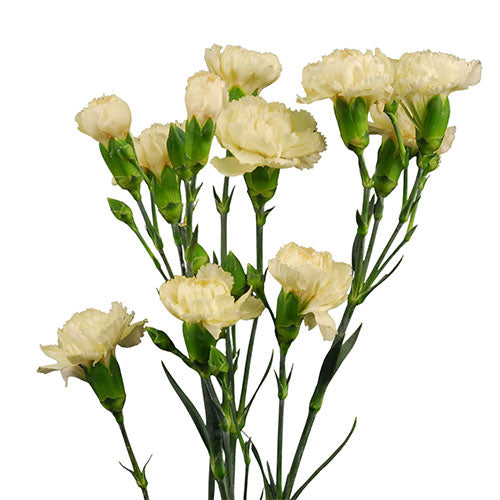 Mini Carnation - Cream