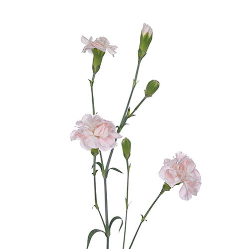 Mini Carnation - Light Pink