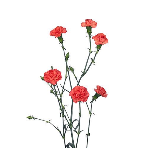 Mini Carnation - Orange