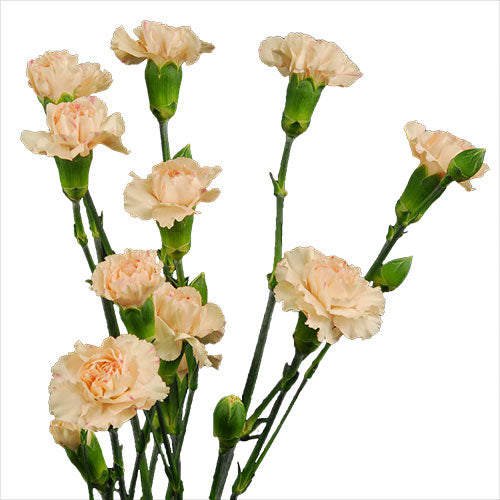 Mini Carnation - Peach