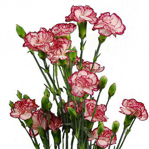 Mini Carnation - Peppermint