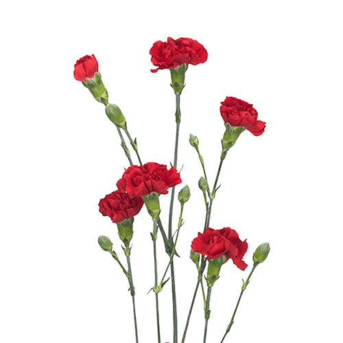 Mini Carnation - Red
