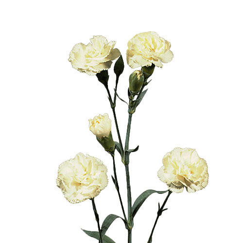 Mini Carnation - White
