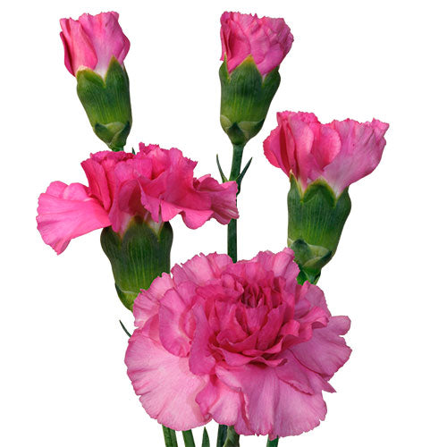 Mini Carnation - Lavender