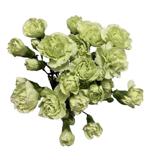 Mini Carnation - Green