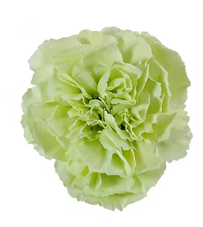 Carnation