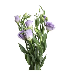 Lisianthus