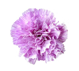 Carnation