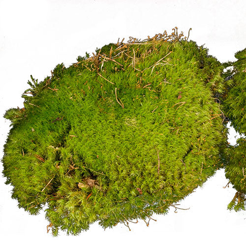 Moss - Default Title