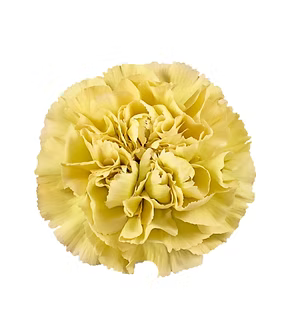Carnation