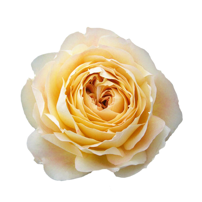 Caramel Antike garden rose — Fresca Farms variety photo