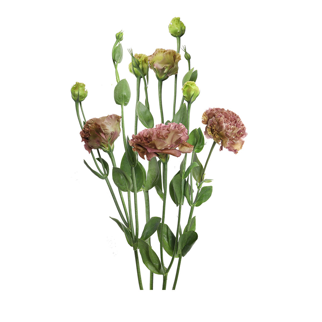 Lisianthus — Terracotta (Lisianthus Voyage Terracota; photo: www.frescafarms.com)