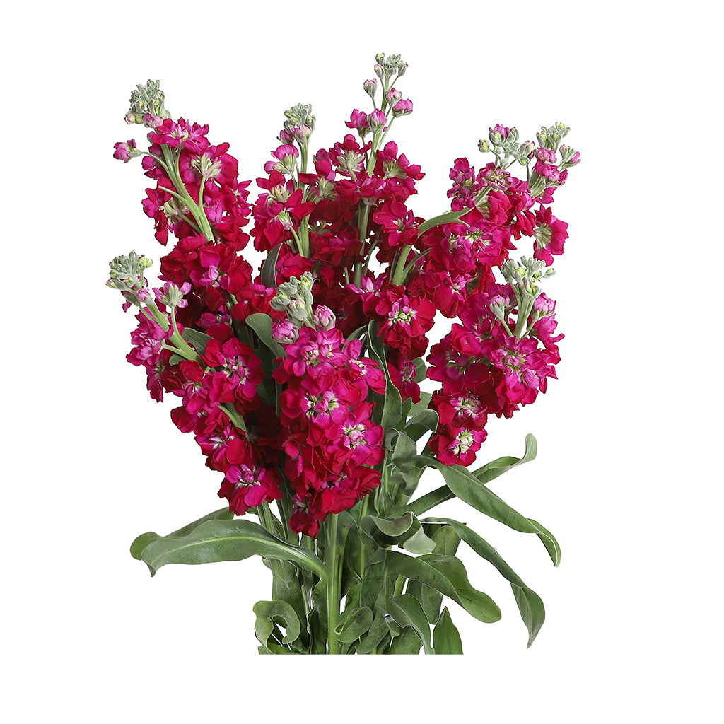 Stock — Ruby Red (Stock Rubi Red; photo: www.frescafarms.com)