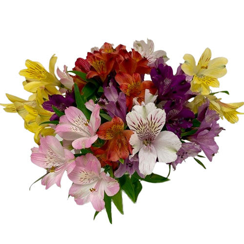 Alstroemeria Assorted — approved Mayesh reference photo