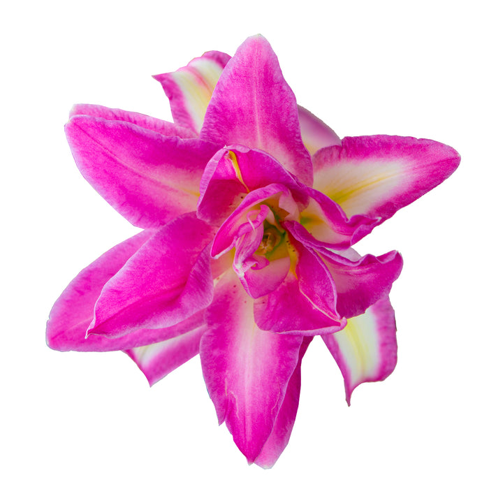 Rose Lily Pink — approved Fresca Farms reference photo