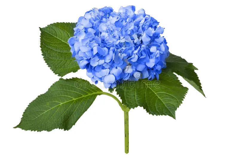 Hydrangea
