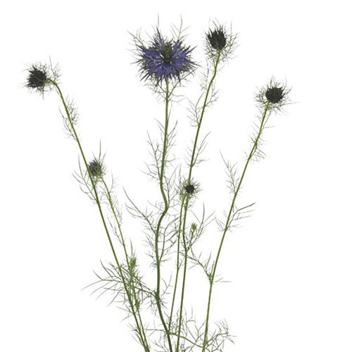 Nigella - Light Blue