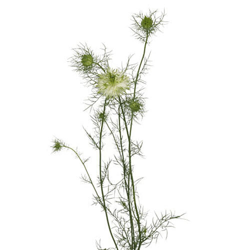 Nigella - White