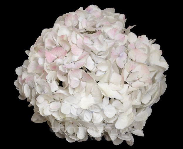 Hydrangea- Rose Antique Select