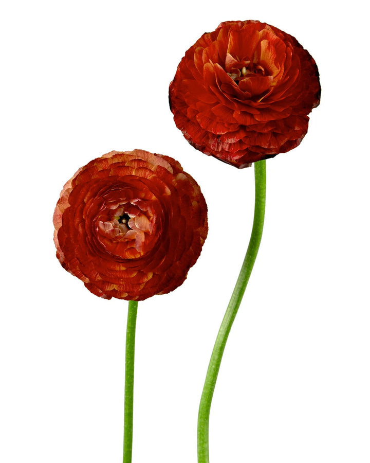Ranunculus