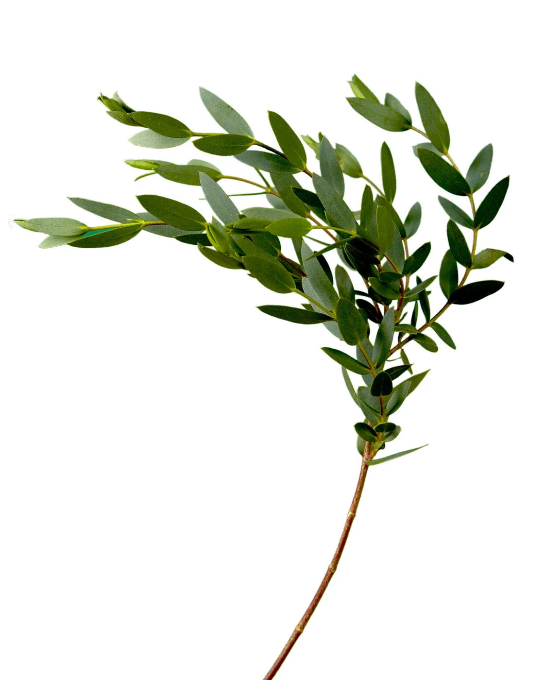Eucalyptus- Parvafolia