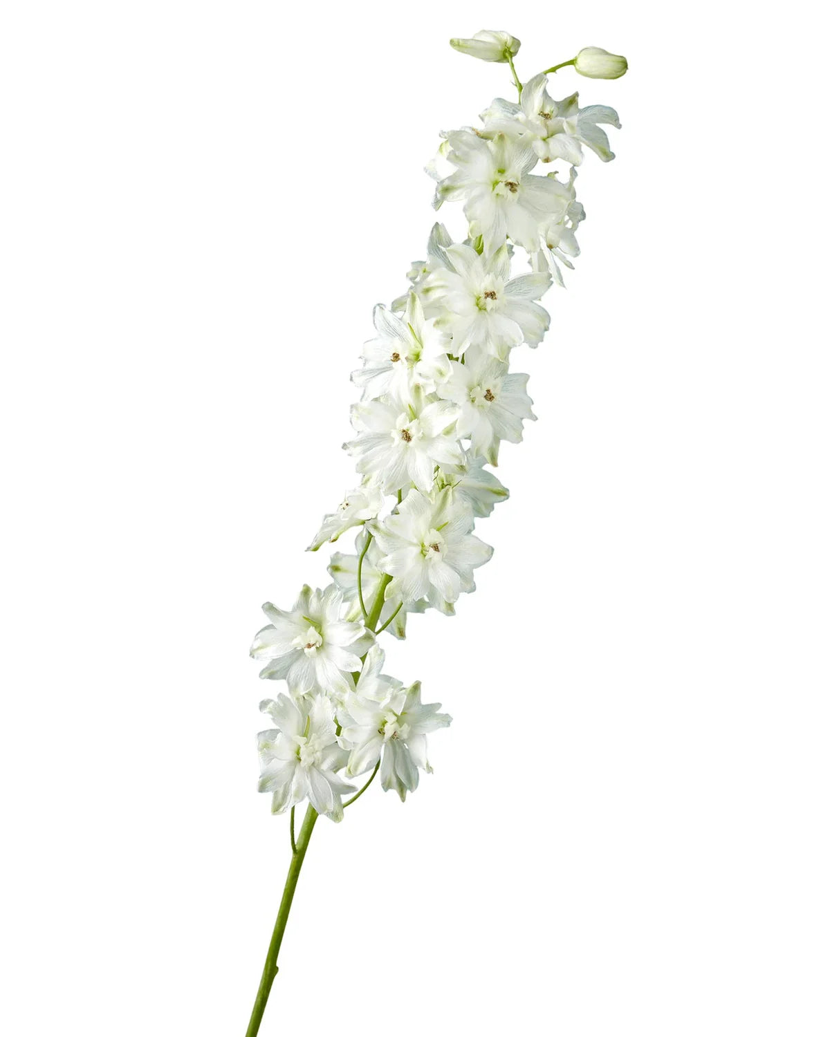 Delphinium