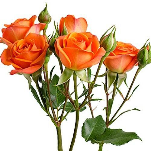Babe Spray Rose